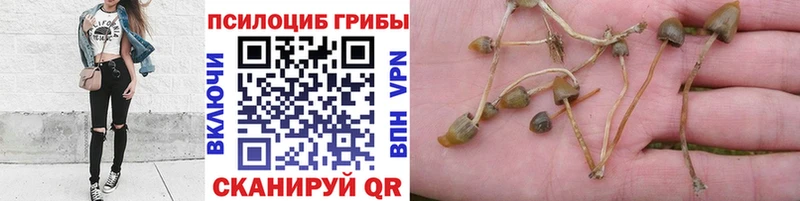 Галлюциногенные грибы GOLDEN TEACHER  Дедовск 